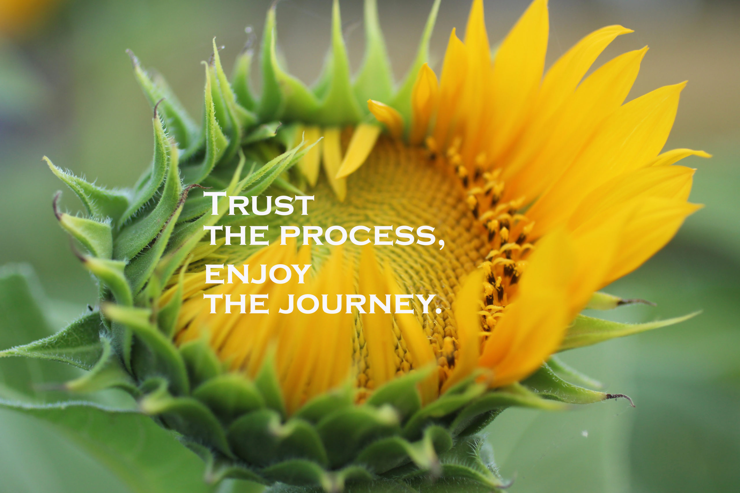Inspirational quote – Trust the process. Enjoy the journey. With beautiful big sunflower in bloom in the garden closeup on blurry background. Motivational words concept with nature flower blossom. I quit